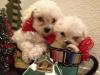 Puppies for sale Netherlands, Amsterdam Poodle