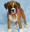 Puppies for sale Cyprus, Limassol Boxer