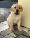 Puppies for sale Ireland, Cavan Labrador Retriever