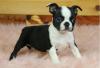 Puppies for sale Cyprus, Ayia Napa Boston Terrier