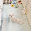 Puppies for sale Netherlands, Amsterdam Maltese