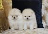 Puppies for sale Ireland, Roscommon Pomeranian Spitz