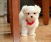 Puppies for sale Denmark, Odense Maltese