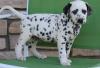 Puppies for sale Cyprus, Limassol Dalmatian