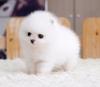 Puppies for sale Estonia, Sillamyae , Pomeranian 