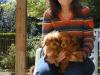 Puppies for sale Netherlands, Amsterdam Poodle