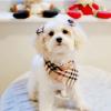Puppies for sale Denmark, Odense Maltese