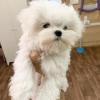 Puppies for sale Denmark, Odense Maltese