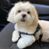 Puppies for sale Denmark, Odense Maltese