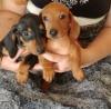 Puppies for sale Cyprus, Limassol Dachshund