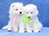 Puppies for sale Cyprus, Ayia Napa Samoyed dog (Samoyed)