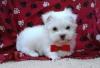 Puppies for sale Denmark, Odense Maltese