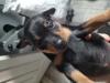 Puppies for sale Malta, Valletta Miniature Pinscher