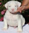 Puppies for sale Cyprus, Ayia Napa American Pit-Bull Terrier