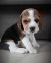 Puppies for sale Ireland, Tyrone Beagle