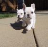 Puppies for sale Tajikistan, Istaravshan French Bulldog