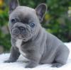 Puppies for sale Finland, Tampere French Bulldog