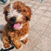 Puppies for sale Armenia, Gyumri , cavapoo