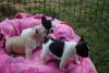 Puppies for sale Germany, Wuppertal French Bulldog