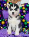 Puppies for sale United Kingdom, London Haski, siberian husky