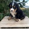 Puppies for sale Lithuania, Jonishkis Bernese Mountain Dog