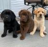 Puppies for sale Ireland, Dublin Labrador Retriever