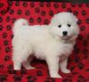 Puppies for sale Turkmenistan, Turkmenabad Samoyed dog (Samoyed)