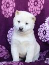 Puppies for sale Latvia, Saldus , Shiba Inu Puppies