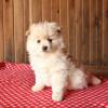 Puppies for sale Czech Republic, Dobrzhish Pomeranian Spitz