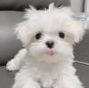 Puppies for sale Ireland, Galway Maltese