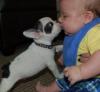 Puppies for sale Germany, Wuppertal French Bulldog