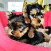 Puppies for sale Hungary, Budapest Australian Terrier