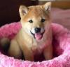Puppies for sale Ireland, Dublin Other breed, Shiba Inu