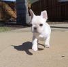 Puppies for sale United Kingdom, , london French Bulldog