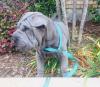 Puppies for sale United Kingdom, London Shar Pei