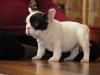 Puppies for sale Germany, Wuppertal French Bulldog