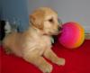 Puppies for sale Cyprus, Limassol , Golden Retriever Puppies