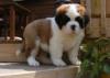Puppies for sale Greece, Thessaloniki Other breed, Saint Bernard