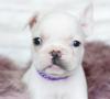 Puppies for sale Lithuania, Svencionys , French Bulldog Puppies