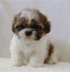 Puppies for sale Moldova, Chisinau , Shih Tzu Puppies