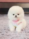 Puppies for sale Estonia, Tallinn , Pomeranian Puppies