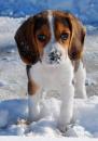 Puppies for sale Spain, Cordoba Beagle