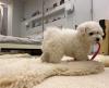 Puppies for sale Latvia, Dobele Bichon