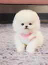 Puppies for sale Poland, Warsaw , Pomeranian Puppies
