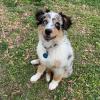 Puppies for sale Kyrgyzstan, Bishkek Australian Shepherd