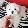 Puppies for sale Ireland, Londonderry Maltese