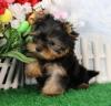 Puppies for sale Sweden, Norcheping Yorkshire Terrier