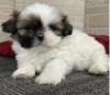 Puppies for sale Greece, Athens Shih Tzu