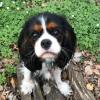 Puppies for sale Estonia, Kohtla-Jarve King Charles Spaniel