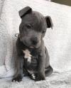 Puppies for sale Bulgaria, Varna Staffordshire Bull Terrier